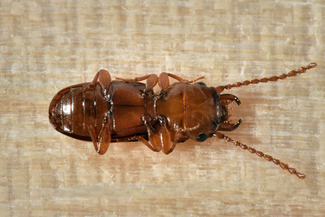 Laemophloeidae:  Laemophloeus monilis? S.